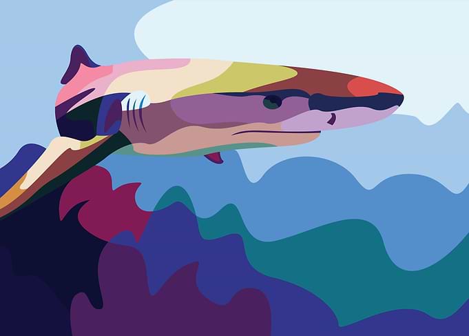 Shark Attack