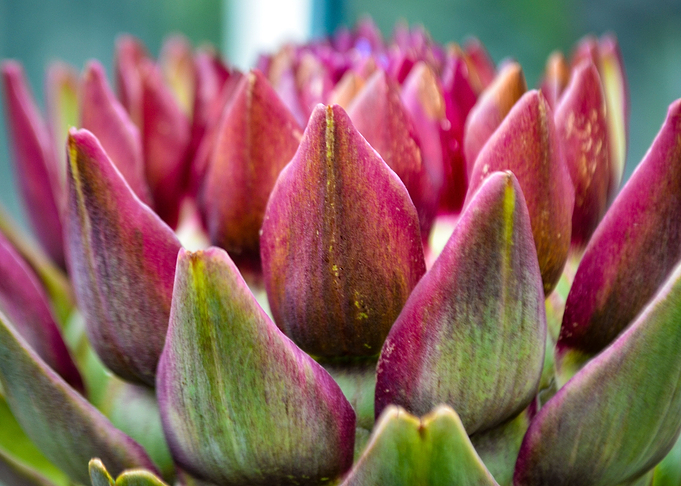Succulent 1