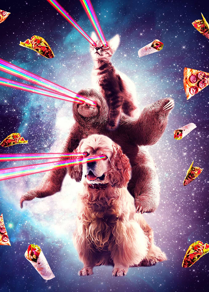 Space Cat Sloth Dog