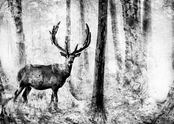 BW18wooden deer