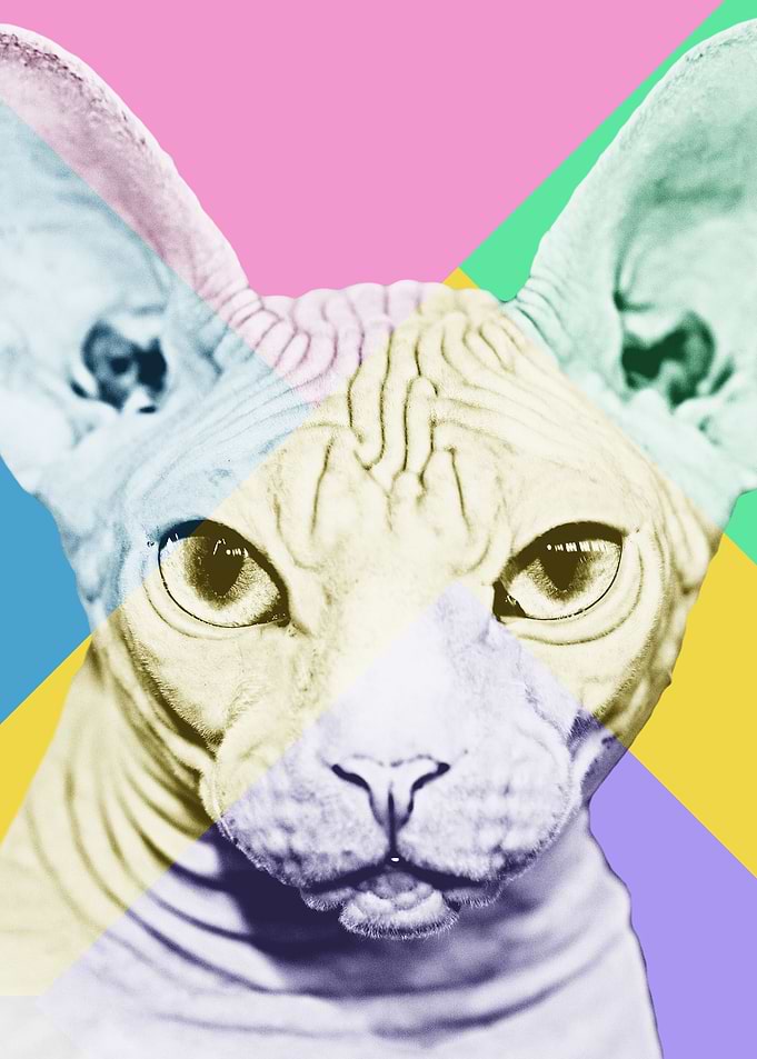 Bad Cat