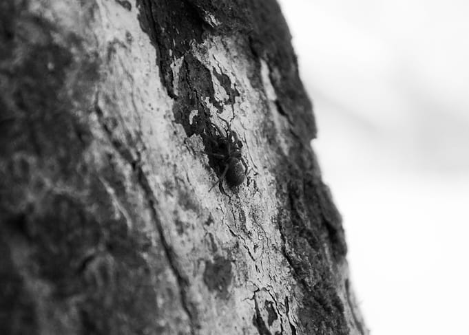 spider