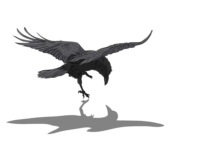 repercuti corvus
