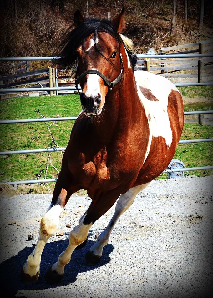 Horse Portrait 2