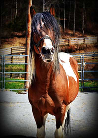 Stallion Portrait