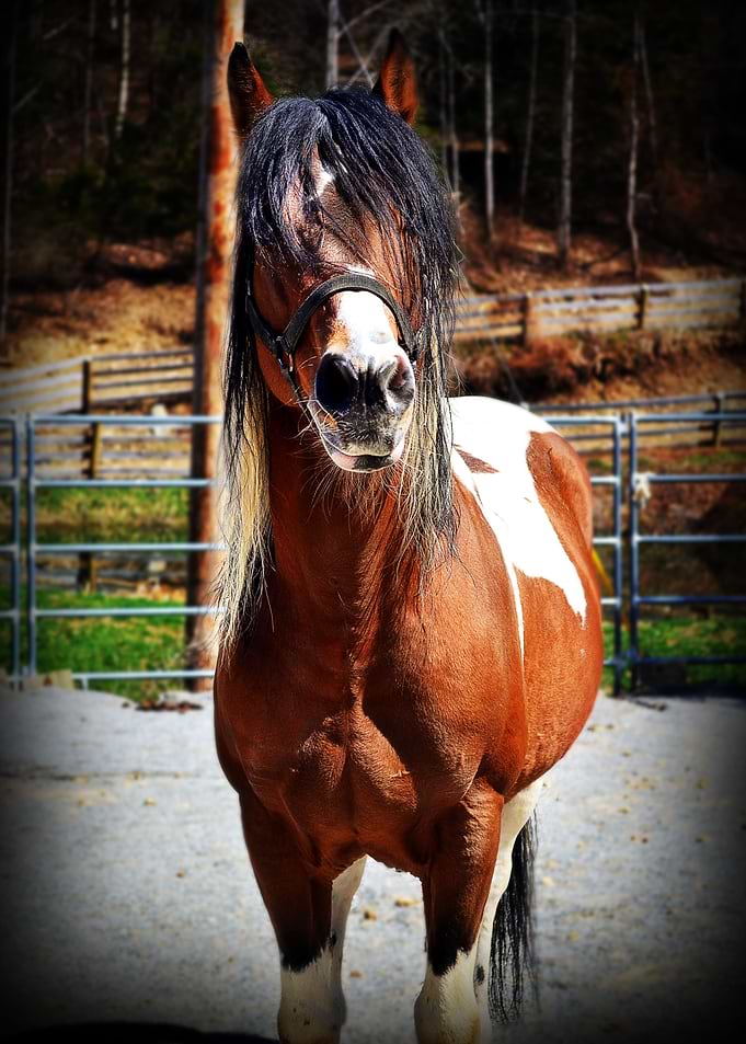 Stallion Portrait
