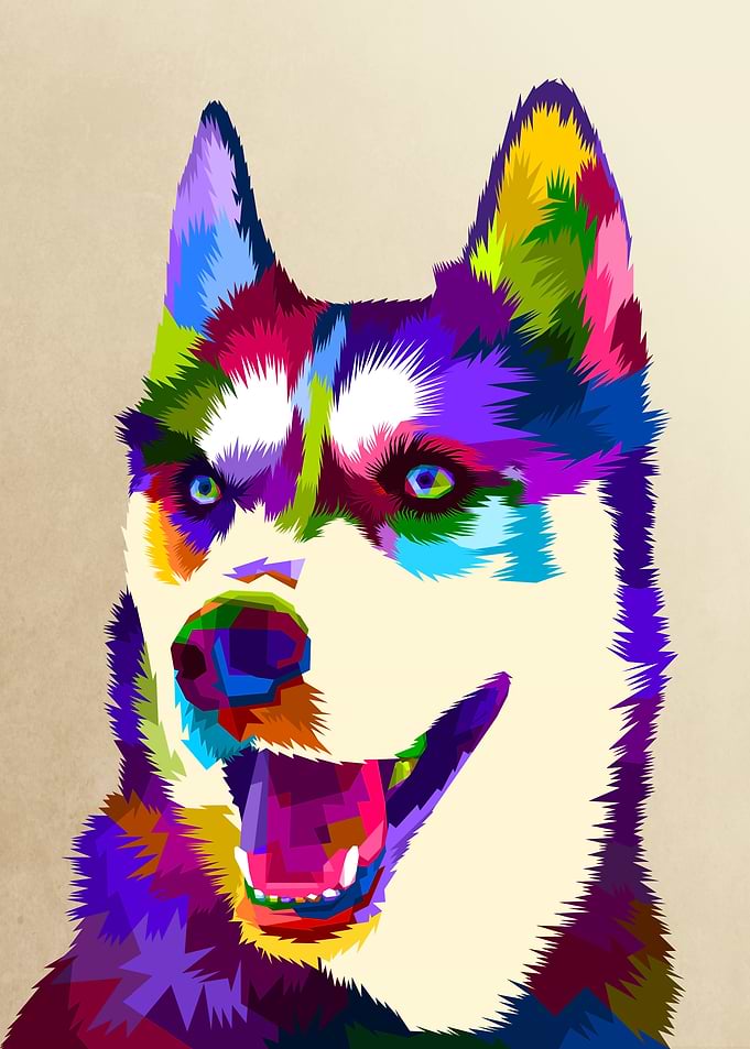 siberian husky dog