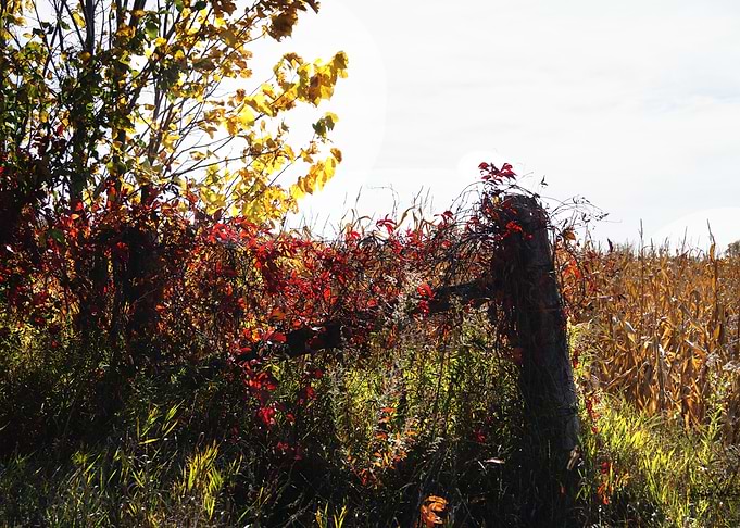 Fall Fields