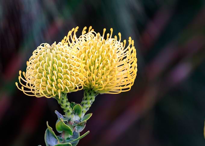 Native Flowers 4
