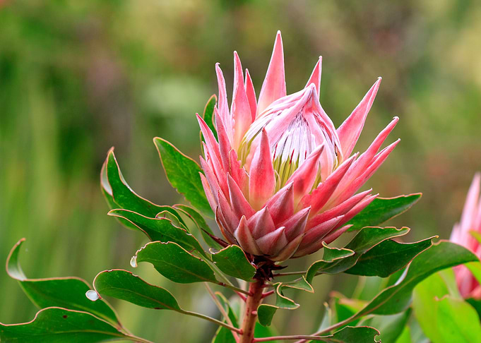 Native Flowers 6