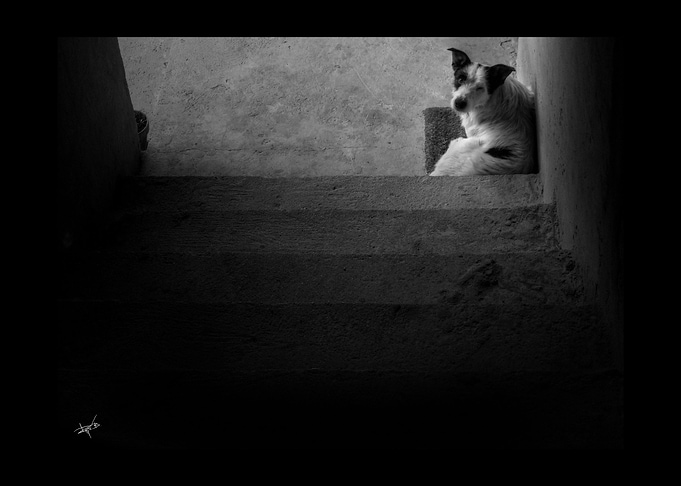 dog