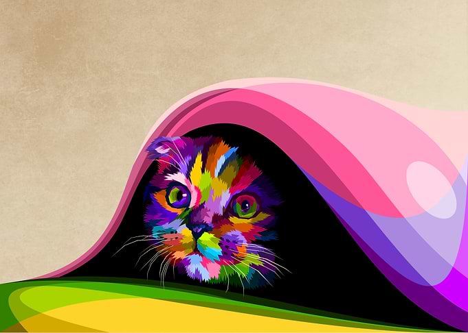colorful cute cat