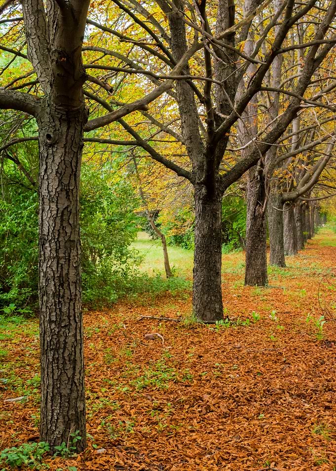 Autumn Forest Trees Leaves