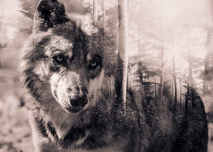 Wolf 4