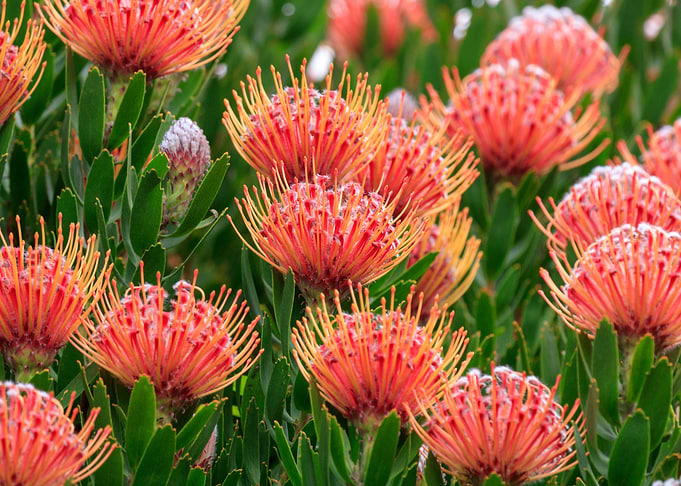 Native Flowers 3