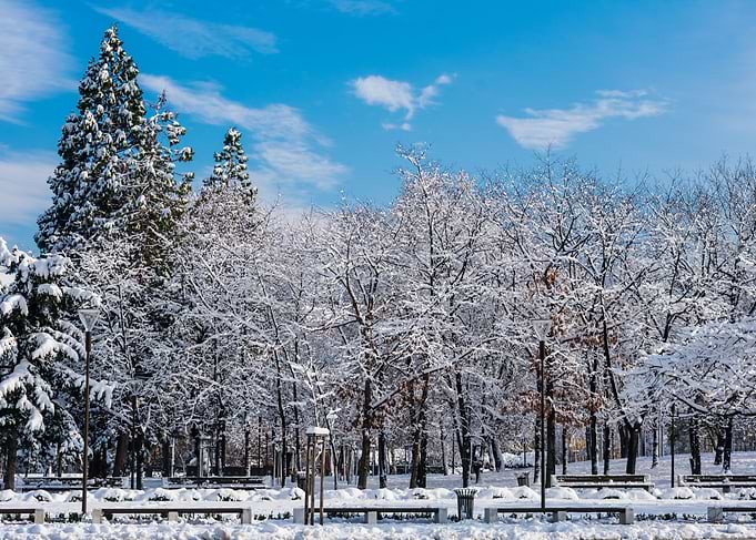 Winter Trees Forest Cold