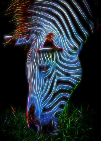 Zebra
