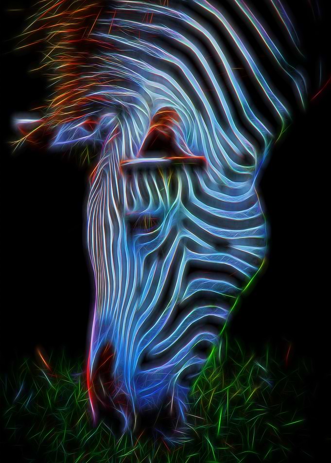 Zebra