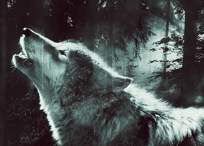 Wolf 3