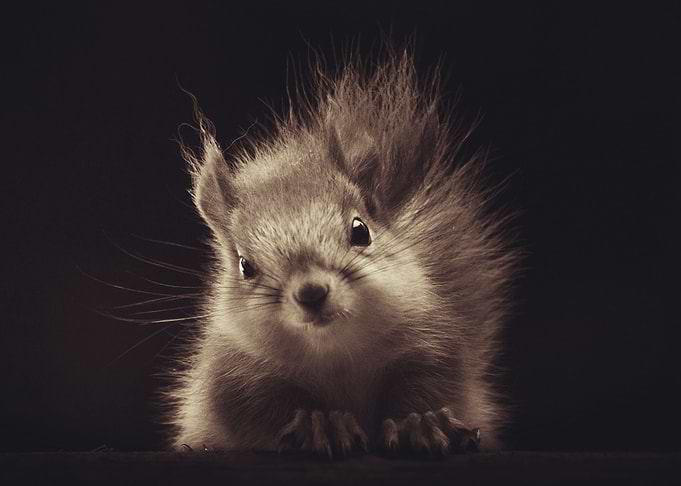 Squirrel