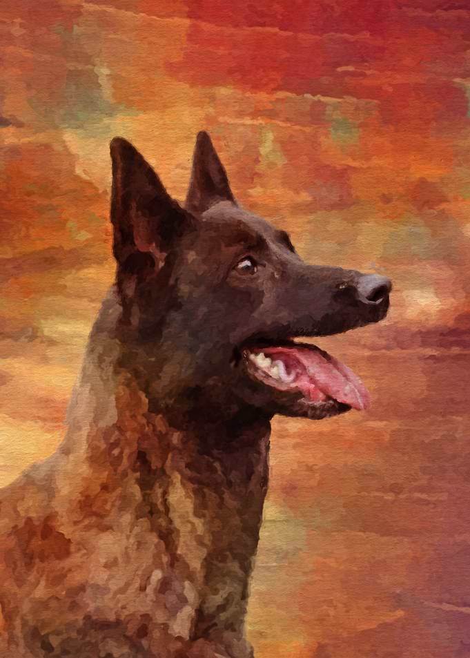 Dutch Shepherd Dutchie