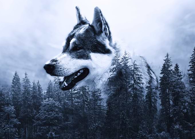 Husky in Forest