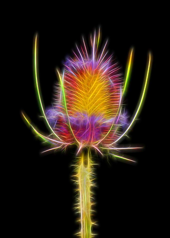 Thistle