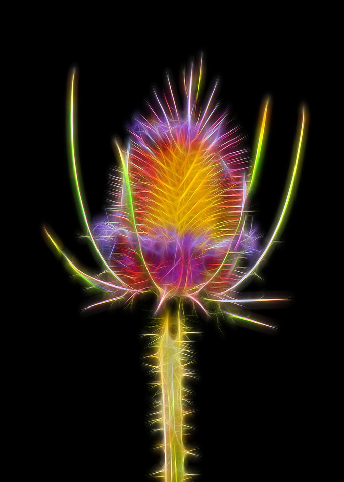 Thistle