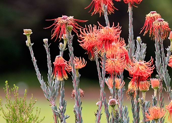 Native Flowers 2