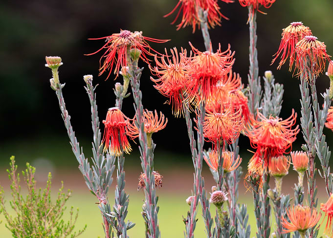 Native Flowers 2