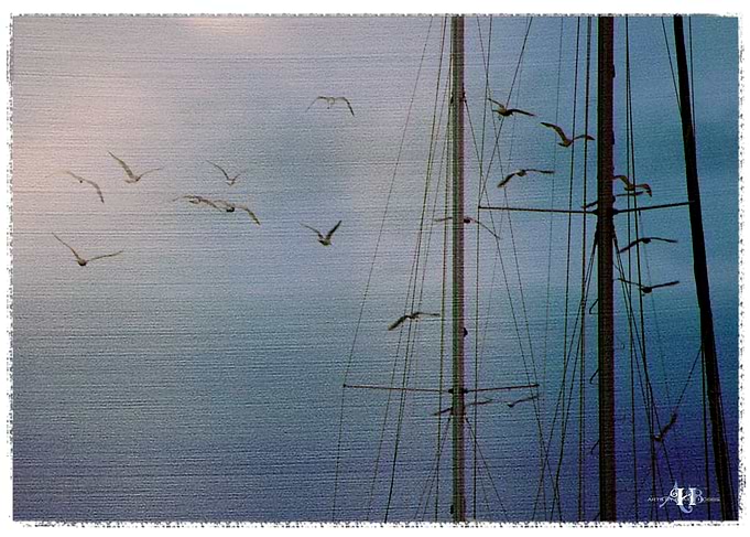 Gulls sails 3