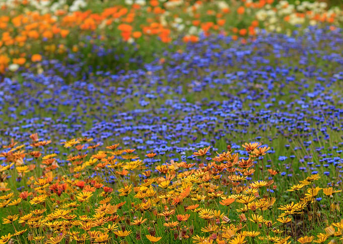 Native Flowers 5