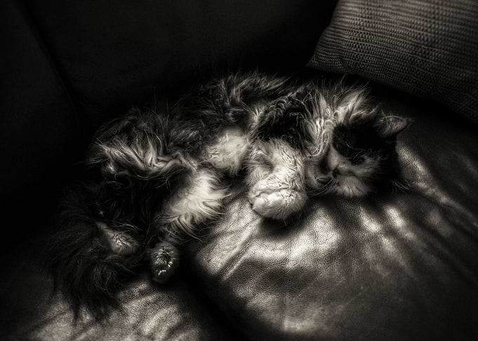 dreaming persian cat