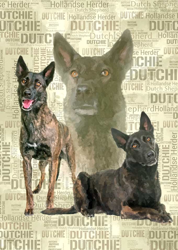 Dutch Shepherd Dutchie