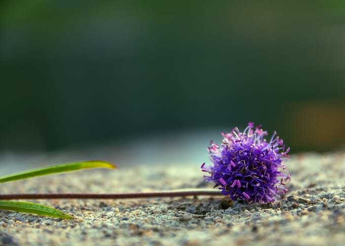 Purple Flower