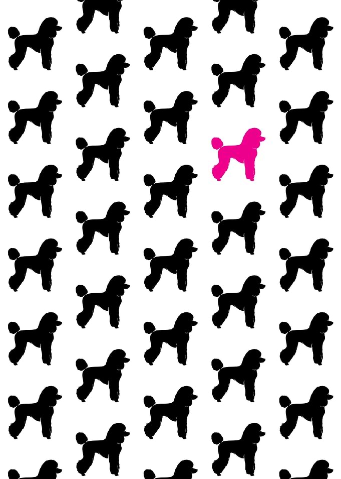 pink poodle