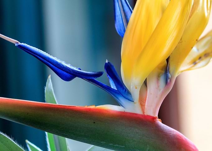 Native Flowers 8