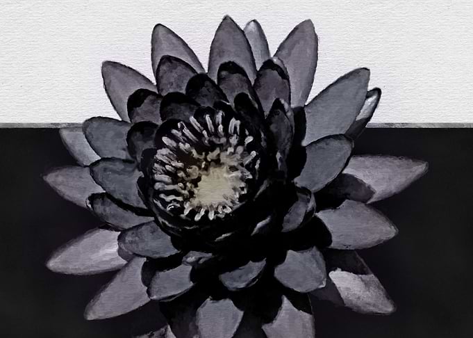 Lotus Flower