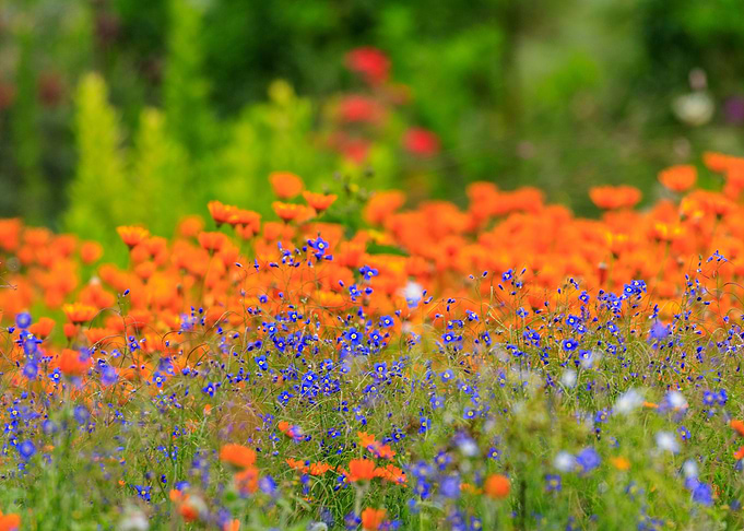Native Flowers 7