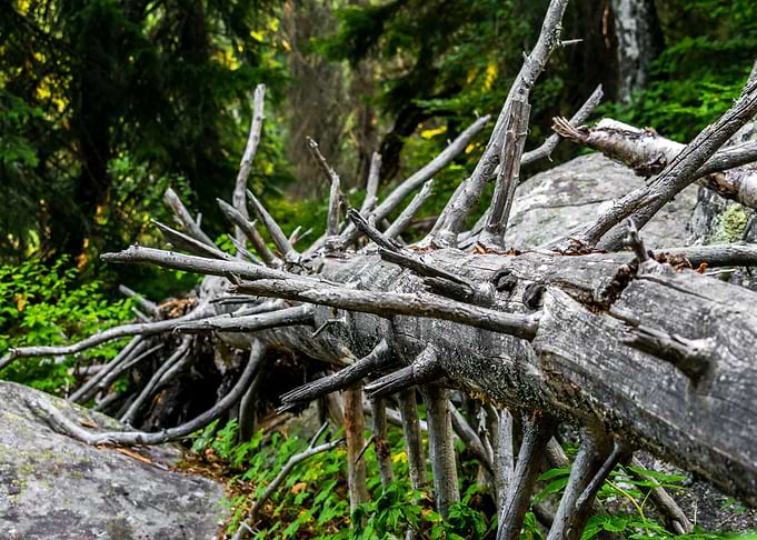 Nature Forest Tree Wild
