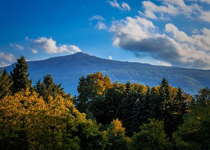 Forest Mountain Trees Fall