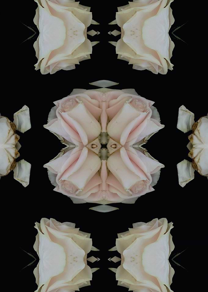 Pattern white rose No3