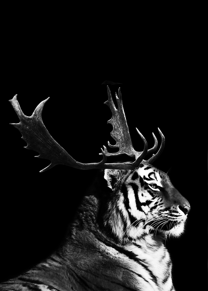 tiger antlers