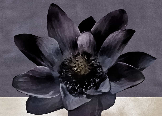 Lotus Flower