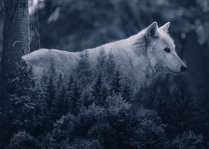 White Wolf v2