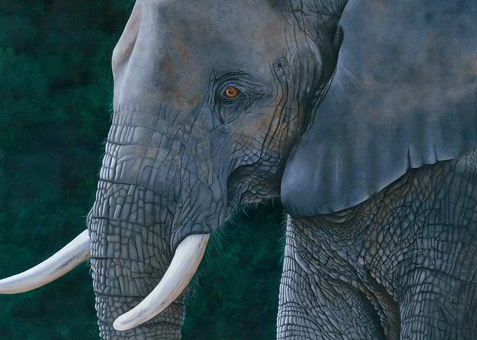 I wont forget you elephant