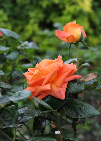rosa rosacee