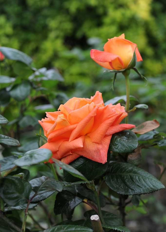 rosa rosacee