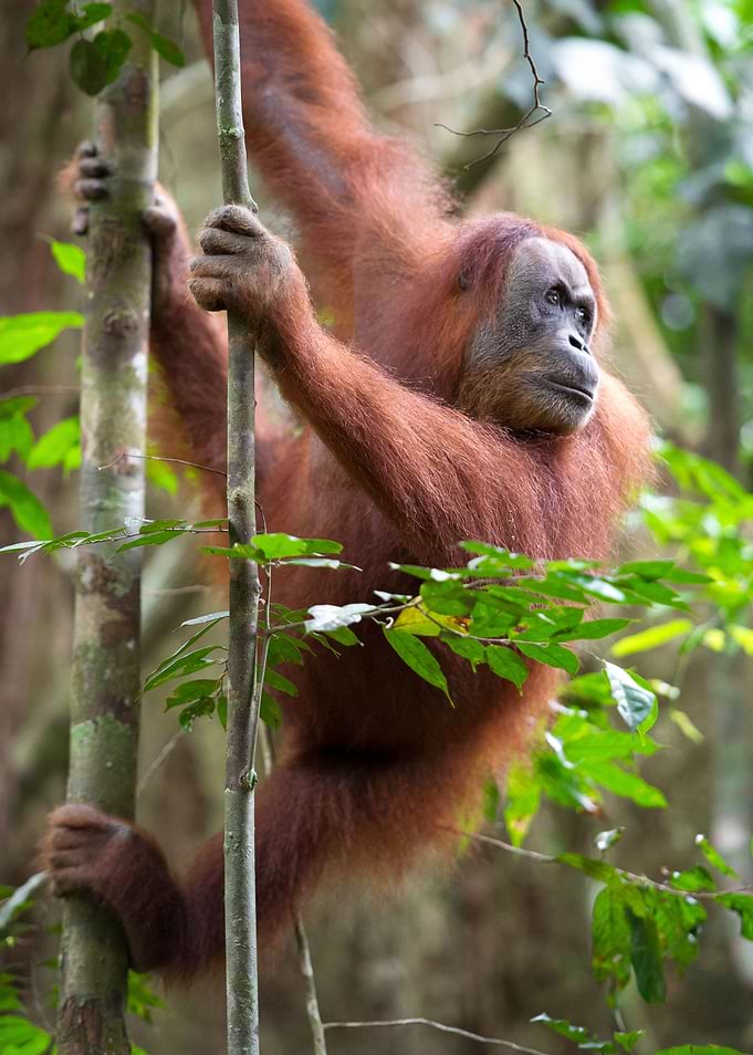 Big Monkey