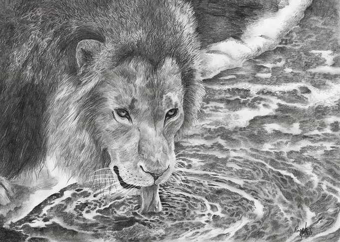 Lion drinking water